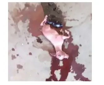 بارداری8