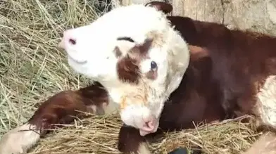 تولد گوساله