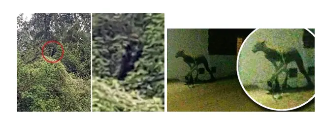 سگ وحشی