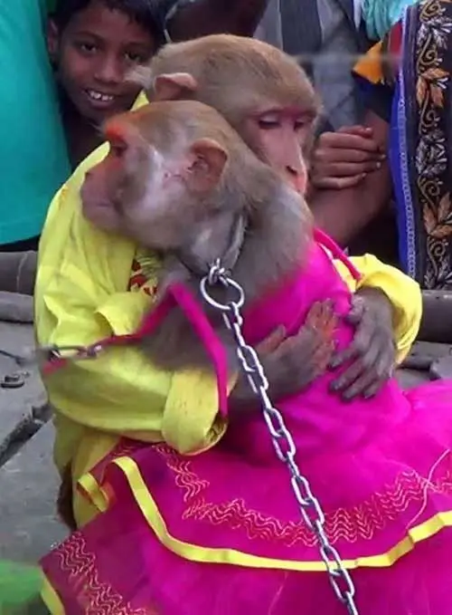 Wedding-two-monkeys-in-India-Photo3