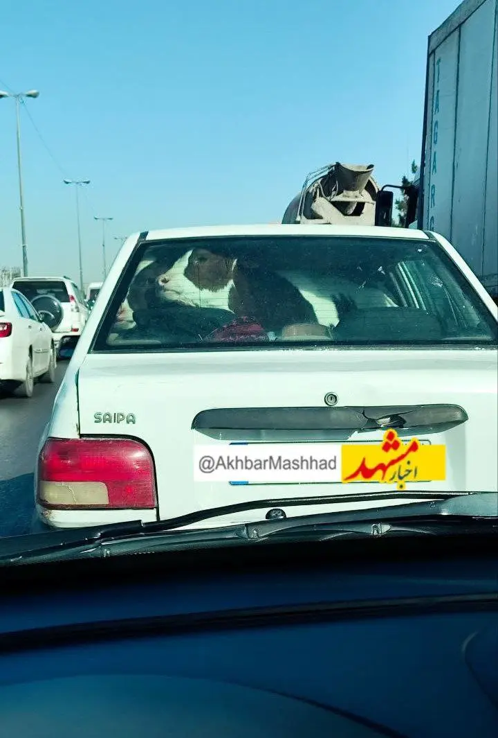 مشهد