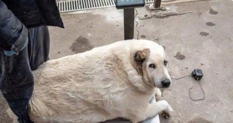  چاق‌ترین سگ خیابانی با 100 کیلوگرم وزن!