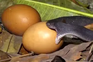 تلاش غیر ممکن یک مار کوچک برای بلعیدن یک تخم مرغ خیلی بزرگ!+ فیلم