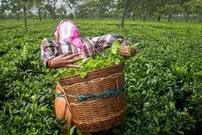 سریلانکا به جای بدهی‌اش به ایران چای می‌دهد!