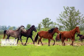 تصاویر زیبا از اسب های رها شده در طبیعت خراسان شمالی