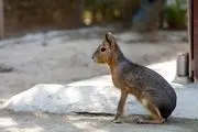 این موجود عجیب هم خرگوش، هم کانگورو هم الاغ!+ عکس