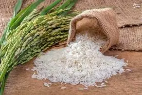 لغو ممنوعیت فصلی واردات برنج در سال جاری