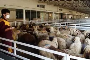 آخرین قیمت گوسفند زنده در بازار