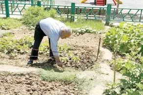 احداث مزرعه آموزشی سالمندی در منطقه ۱۳ کلید خورد