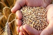کاهش ۳۰ درصدی مصرف گندم پس از اصلاح یارانه‌ها
