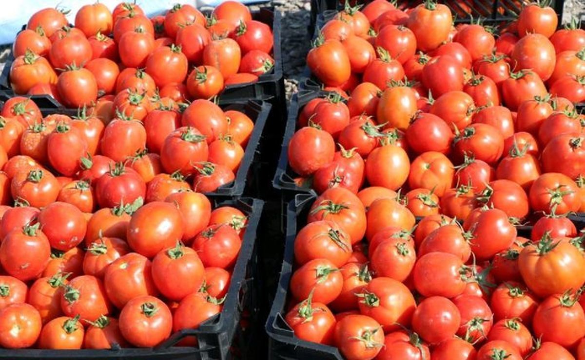 بحران قیمت گوجه فرنگی و خیار!