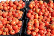 اتفاق جدید برای گوجه فرنگی!/ قیمت‌ها به زیر 10 هزار تومان خواهد رسید؟