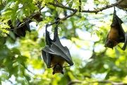 کشف ویروسی خطرناک و مرگبار در خفاش‌ها