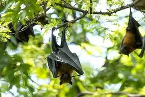 کشف ویروسی خطرناک و مرگبار در خفاش‌ها