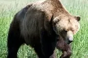 حمله‌ی وحشتناک خرس وحشی به یک مرد