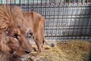 خبر شوکه کننده درباره شیر باغ وحش مشهد