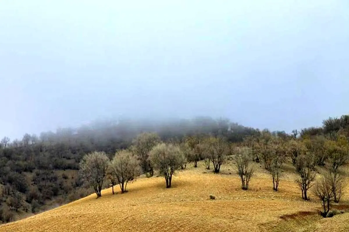 بلوط ایران در زاگرس ایستاده می‌میرد