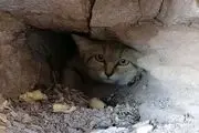 مشاهده گربه شنی برای اولین بار در شهرستان خوسف