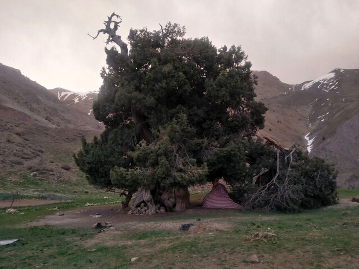 قدیمی ترین درخت جهان در ایران را ببینید+ عکس