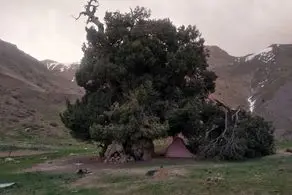 قدیمی ترین درخت جهان در ایران را ببینید+ عکس
