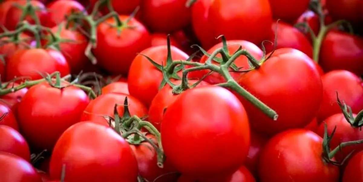 گرانی سرسام‌آور به گوجه فرنگی رسید/ هر یک کیلو 25 هزارتومان ناقابل!