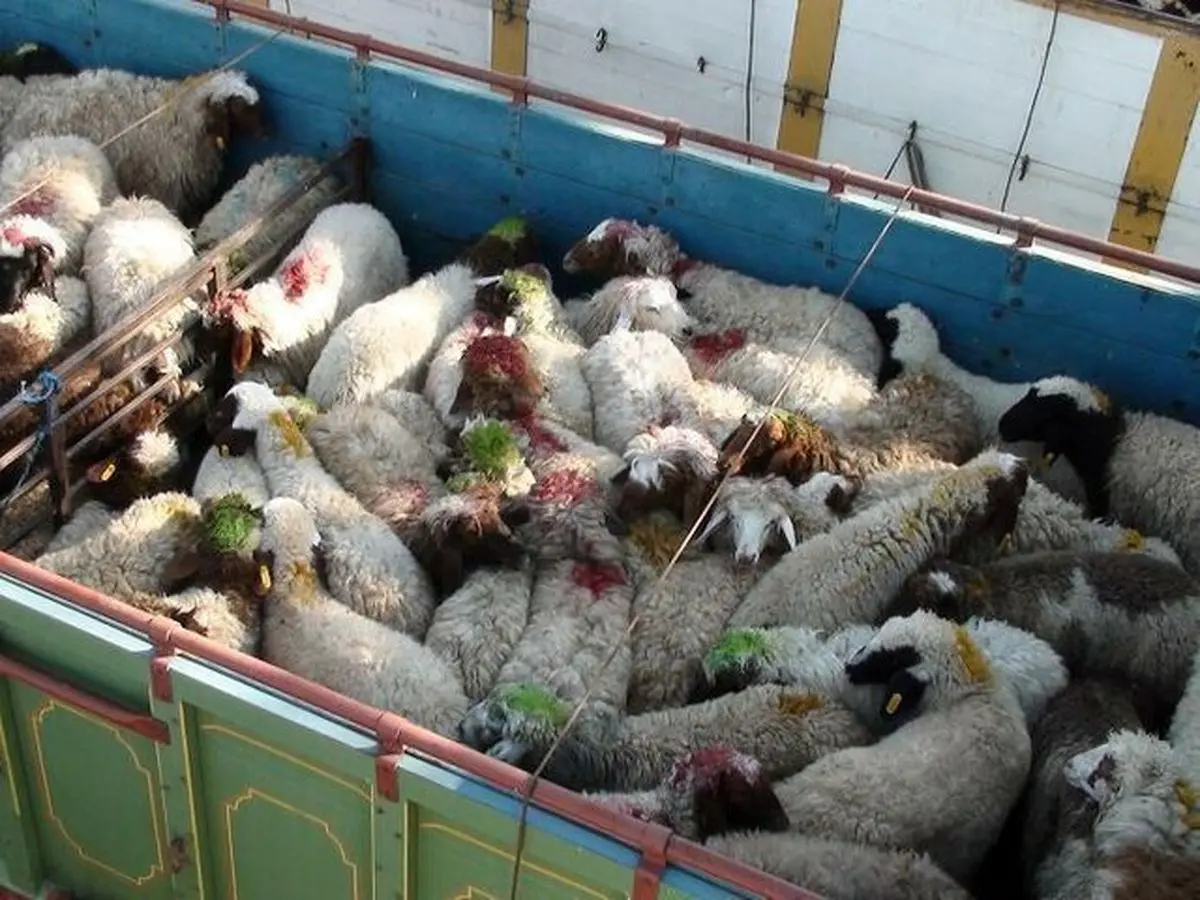خرید تضمینی گوشت قرمز، مرغ و تخم مرغ سرعت می‌گیرد/صادرات مازاد دام