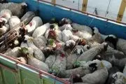 خرید تضمینی گوشت قرمز، مرغ و تخم مرغ سرعت می‌گیرد/صادرات مازاد دام