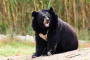 حمله مرگبار خرس سیاه به مرد بندرعباسی