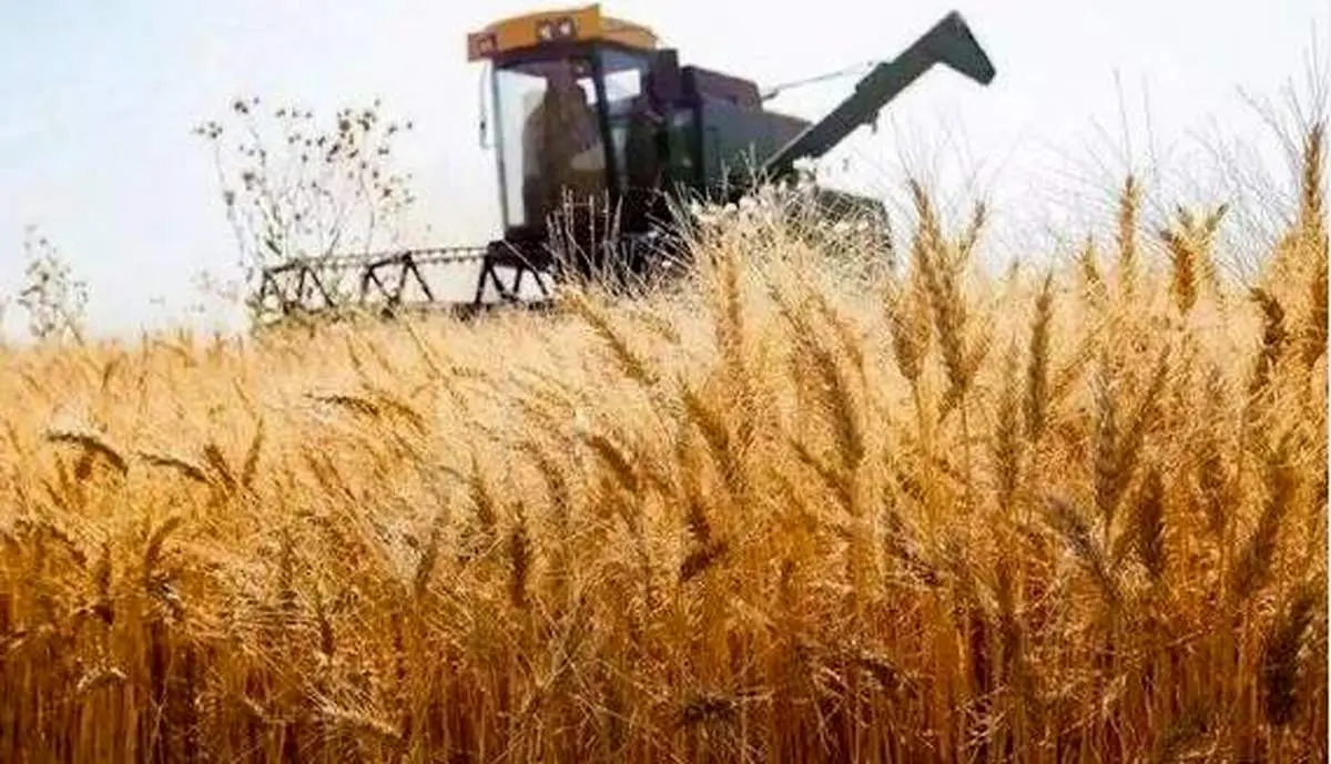 خبر مهم درباره پرداخت مطالبات گندمکاران