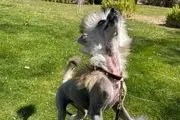 جنجالی که نژاد خاص سگ رونالدو به پا کرد!+عکس