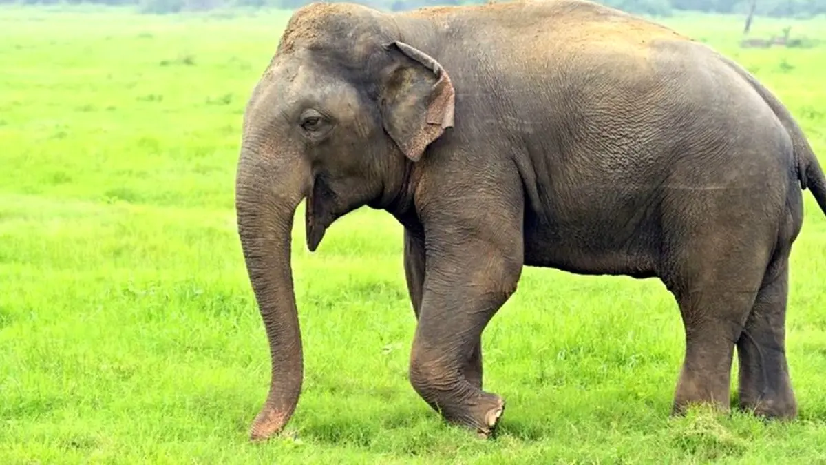 حرکت خنده‌دار فیل برای خاراندن پشتش!+فیلم