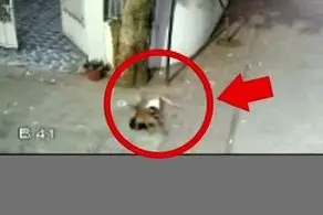 حمله مرگبار سگ ولگرد به کودک ۴ ساله + فیلم