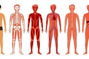 بدون کدام اعضای بدن می‌توانیم همچنان زنده بمانیم؟