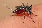 بیماری مالاریا چگونه منتقل می‌شود؟