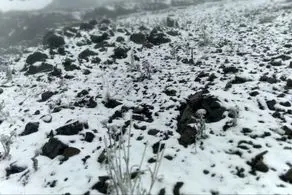 بارش برف در مناطق شمالی و البرز