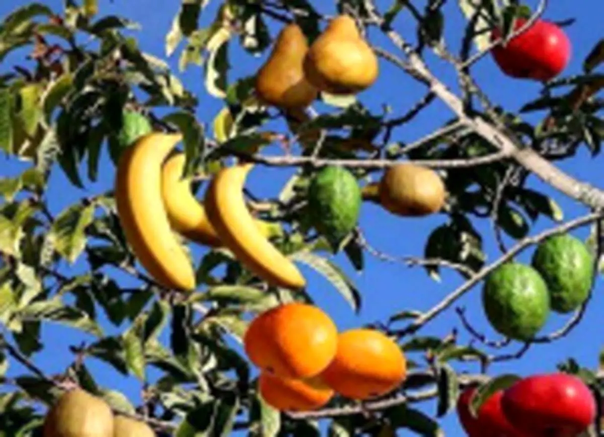 این درخت فوق العاده و شگفت انگیز 40 نوع میوه مختلف میدهد+عکس
