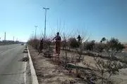 ۱۸ هزار اصله درخت در منطقه ۱۹ هرس شد