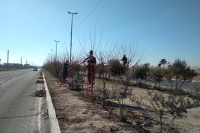 ۱۸ هزار اصله درخت در منطقه ۱۹ هرس شد