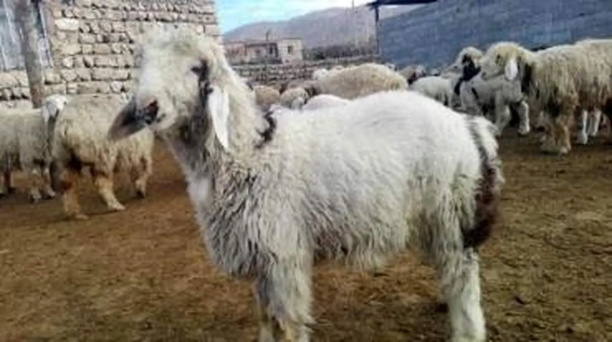 نرخ گوسفند قربانی مشخص شد