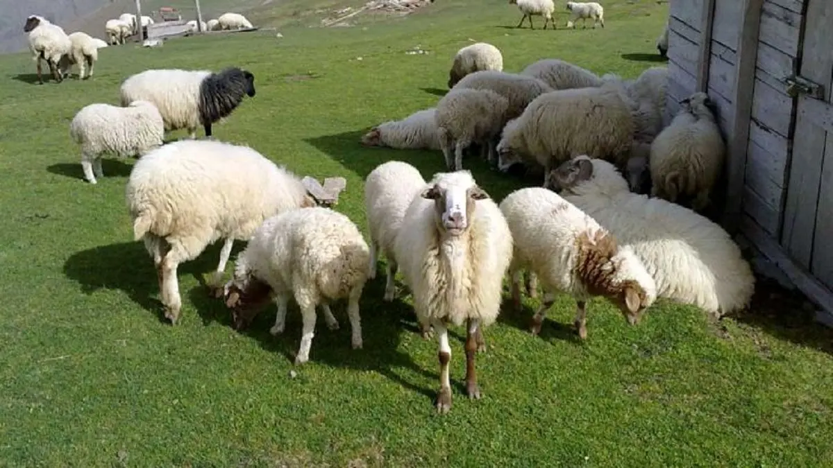 امکان انتقال 2 بیماری کُشنده با ذبح دام زنده در منزل