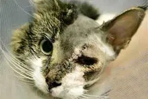 جراحی زیبایی روی صورت این گربه انجام شد+ عکس