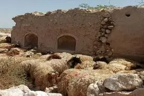 قیمت جدید دام زنده در بازار استان های مختلف اعلام شد/ گوسفند و گوساله چند شد؟+ جدول