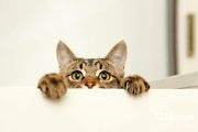 زیباترین گربه دنیا با چشم های لوچ را دیده اید+ عکس