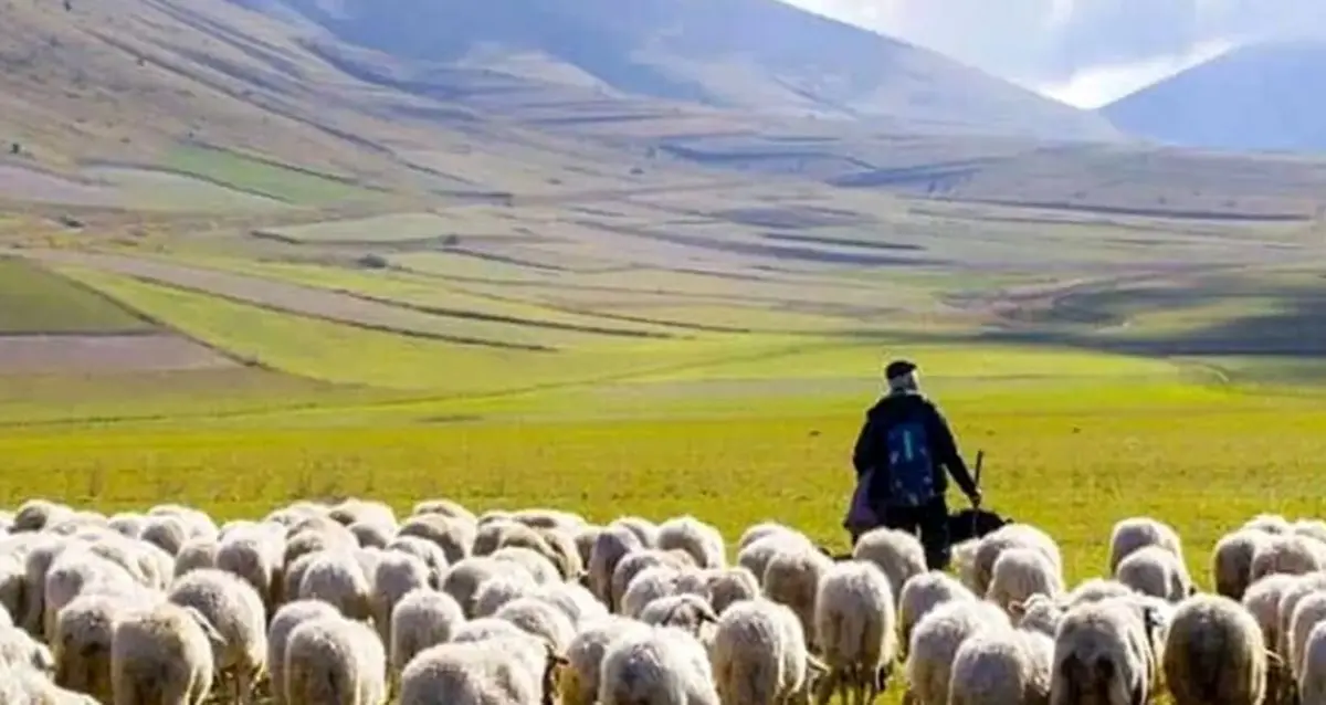 خلاقیت بامزه و جالب یک چوپان در تبدیل الاغ به ماشین حماسه ساز شد/ تصویر