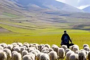 خلاقیت بامزه و جالب یک چوپان در تبدیل الاغ به ماشین حماسه ساز شد/ تصویر