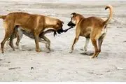 تولد سگ ترسناک و عجیب با3 سر با یک بدن/ عکس