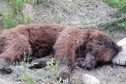 اهالی این منطقه یک خرس مادر را به طرز فجیعی کشتند