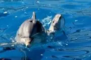 فیلم پربازدید از استقبال دلفین‌ها از مسافران/ ببینید