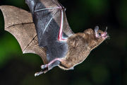 خفاش ترسناکی که شبیه انسان ها است+ عکس