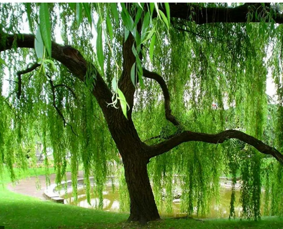 شکل خارق العاده این درخت شوکه تان می کند+ عکس